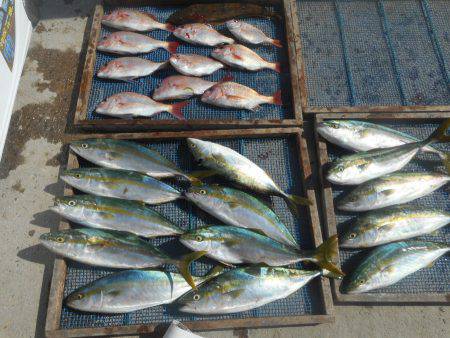 大進丸（愛知） 釣果