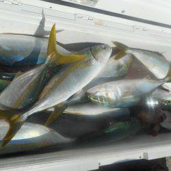 大進丸（愛知） 釣果