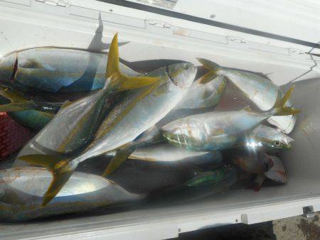 大進丸（愛知） 釣果