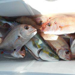 大進丸（愛知） 釣果