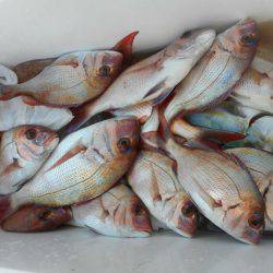 大進丸（愛知） 釣果