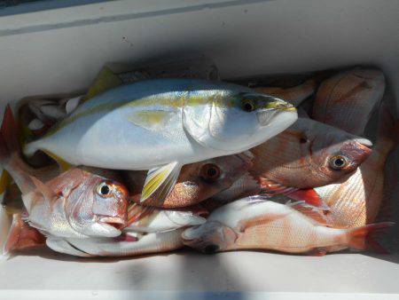 大進丸（愛知） 釣果