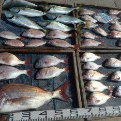 大進丸（愛知） 釣果