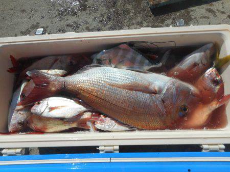 大進丸（愛知） 釣果