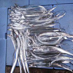 第二常豊丸 釣果