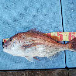 第二常豊丸 釣果