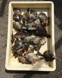 和歌山マリーナシティ釣り公園 釣果