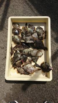 和歌山マリーナシティ釣り公園 釣果