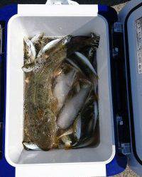 和歌山マリーナシティ釣り公園 釣果