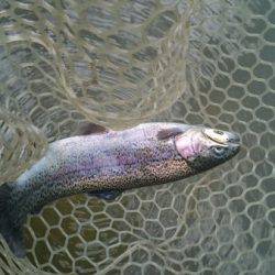 フィッシングエリア帝釈 釣果