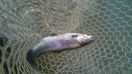 フィッシングエリア帝釈 釣果