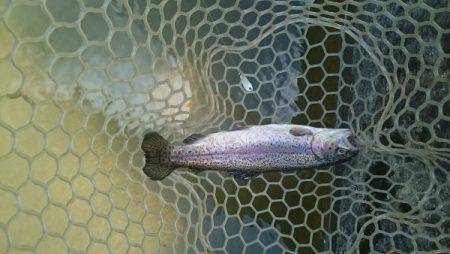 フィッシングエリア帝釈 釣果