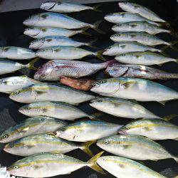 武士(SAMURAI) 釣果