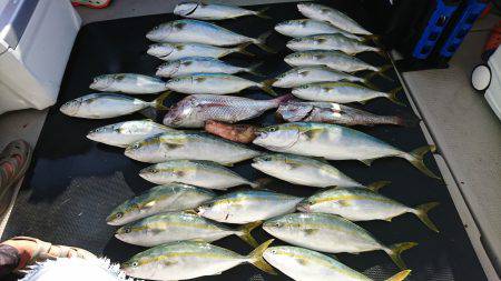 武士(SAMURAI) 釣果