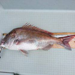 フィッシングボートACE(エース) 釣果