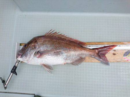 フィッシングボートACE(エース) 釣果