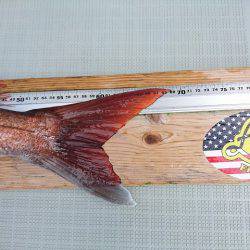 フィッシングボートACE(エース) 釣果