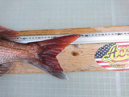 フィッシングボートACE(エース) 釣果