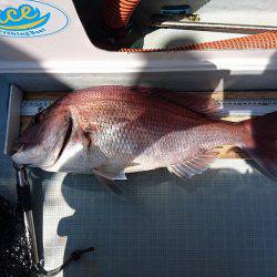 フィッシングボートACE(エース) 釣果