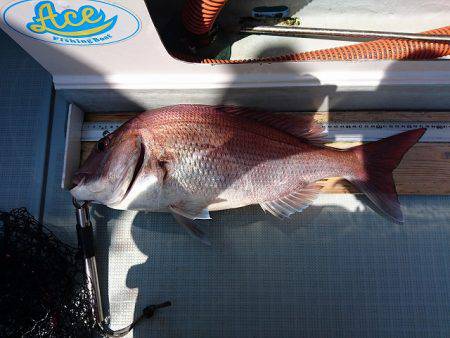 フィッシングボートACE（エース） 釣果