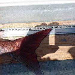 フィッシングボートACE(エース) 釣果