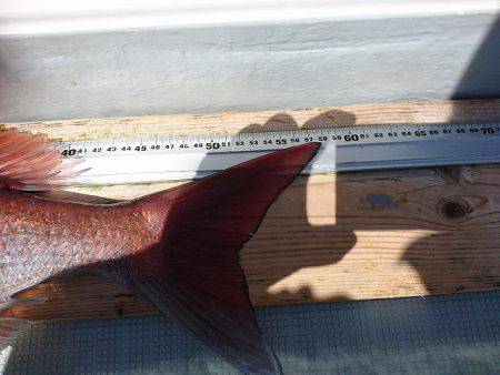 フィッシングボートACE(エース) 釣果