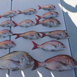 フィッシングボートACE(エース) 釣果