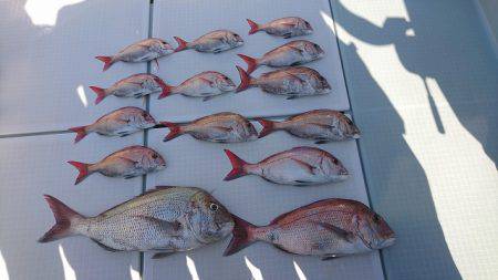 フィッシングボートACE(エース) 釣果