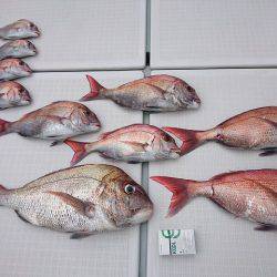 フィッシングボートACE（エース） 釣果