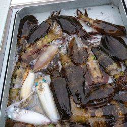 フィッシングボートACE(エース) 釣果