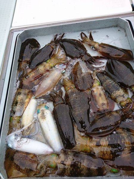 フィッシングボートACE(エース) 釣果