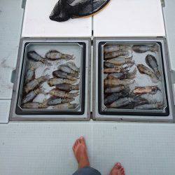 フィッシングボートACE(エース) 釣果