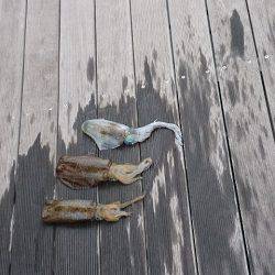 フィッシングボートACE(エース) 釣果