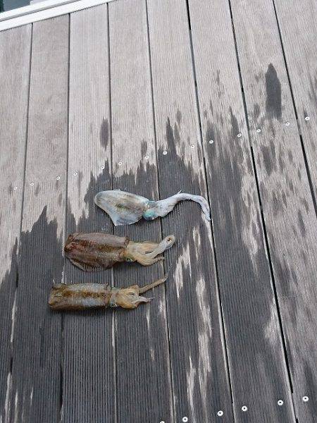 フィッシングボートACE(エース) 釣果