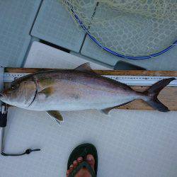 フィッシングボートACE(エース) 釣果