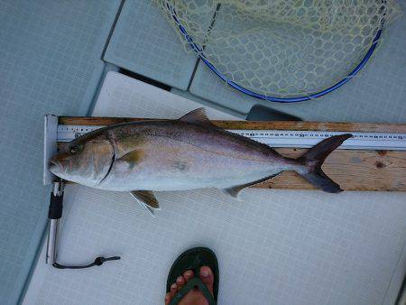 フィッシングボートACE(エース) 釣果