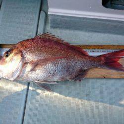 フィッシングボートACE(エース) 釣果