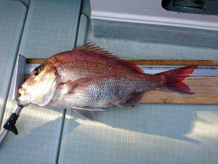 フィッシングボートACE(エース) 釣果