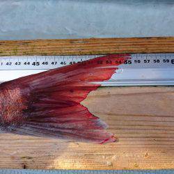 フィッシングボートACE(エース) 釣果