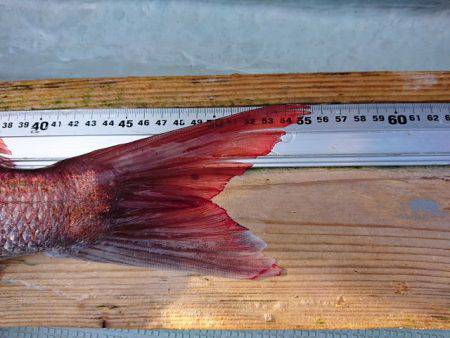 フィッシングボートACE(エース) 釣果