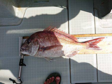 フィッシングボートACE(エース) 釣果