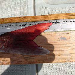 フィッシングボートACE(エース) 釣果