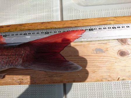 フィッシングボートACE(エース) 釣果