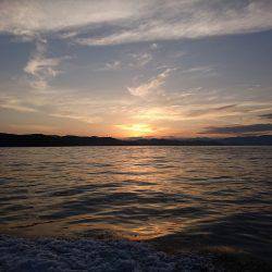 フィッシングボートACE(エース) 釣果