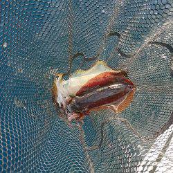 フィッシングボートACE(エース) 釣果