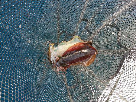 フィッシングボートACE(エース) 釣果