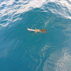 フィッシングボートACE(エース) 釣果