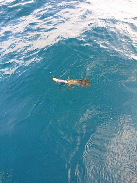 フィッシングボートACE(エース) 釣果