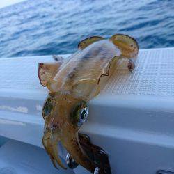 フィッシングボートACE(エース) 釣果