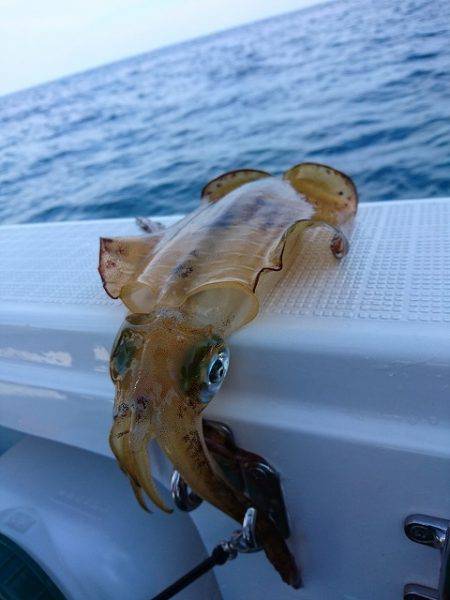 フィッシングボートACE(エース) 釣果